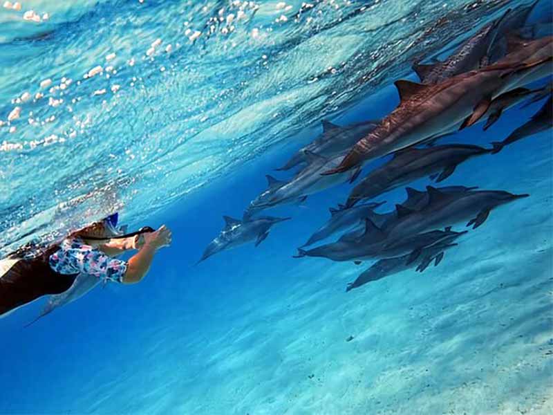 WONDERFUL DOLPHIN HOUSE