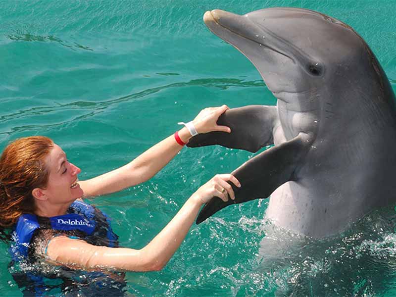 WONDERFUL DOLPHIN HOUSE